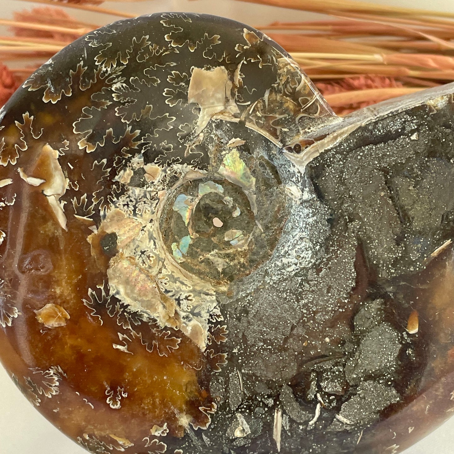 Ammonite Conch Fossil 457 g