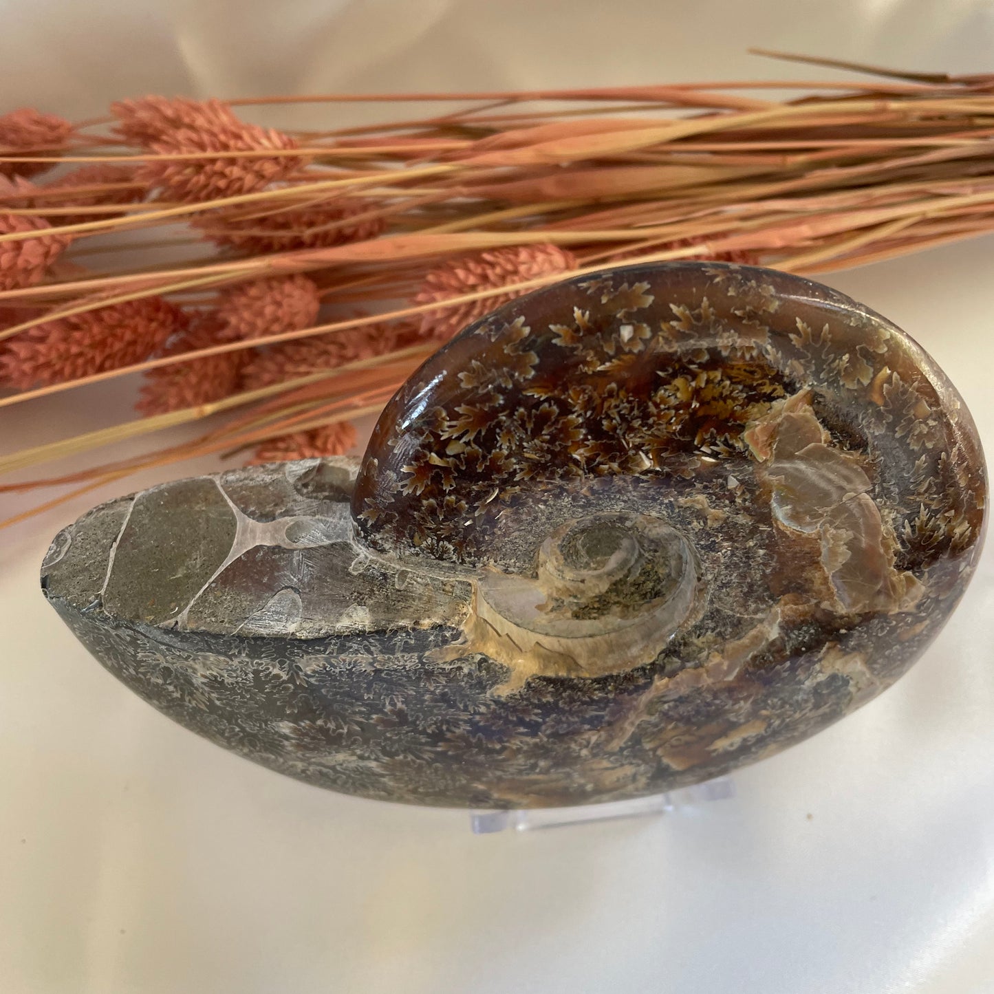 Ammonite Conch Fossil 465g