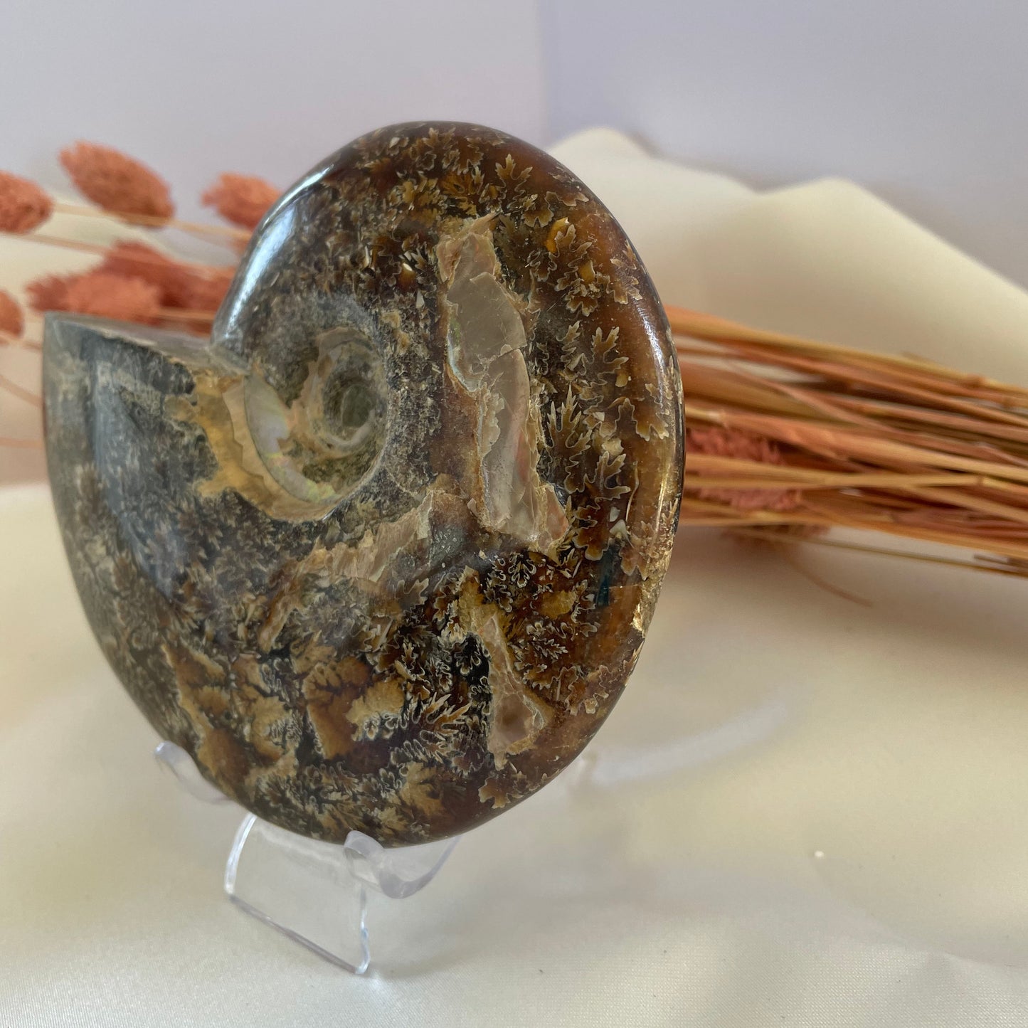 Ammonite Conch Fossil 465g