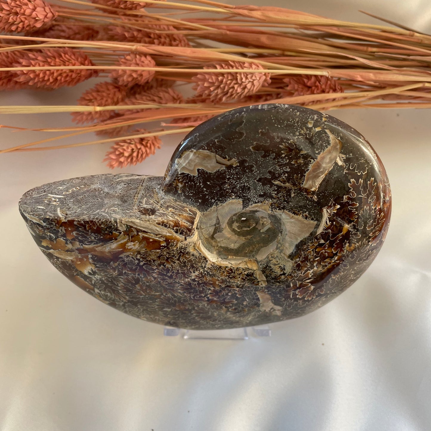 Ammonite Conch Fossil 457 g