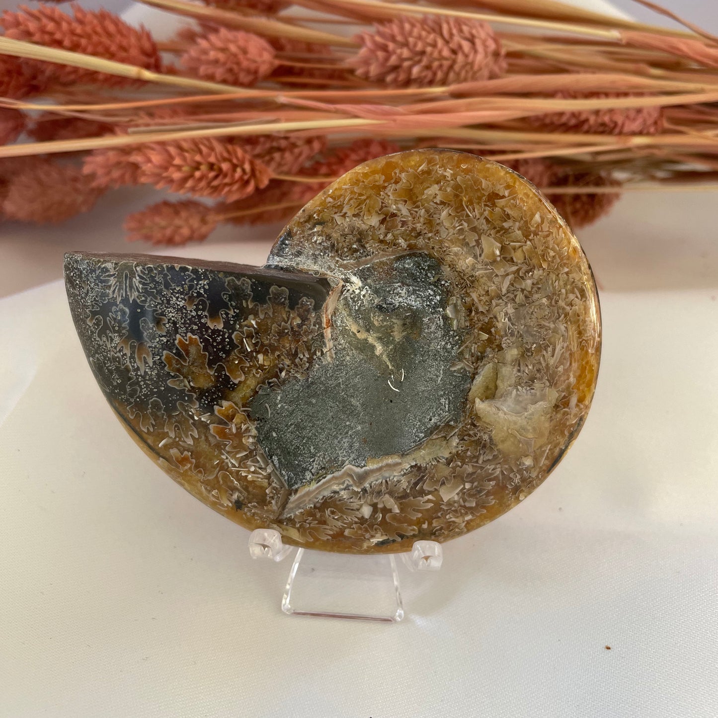 Ammonite Conch Fossil 115g