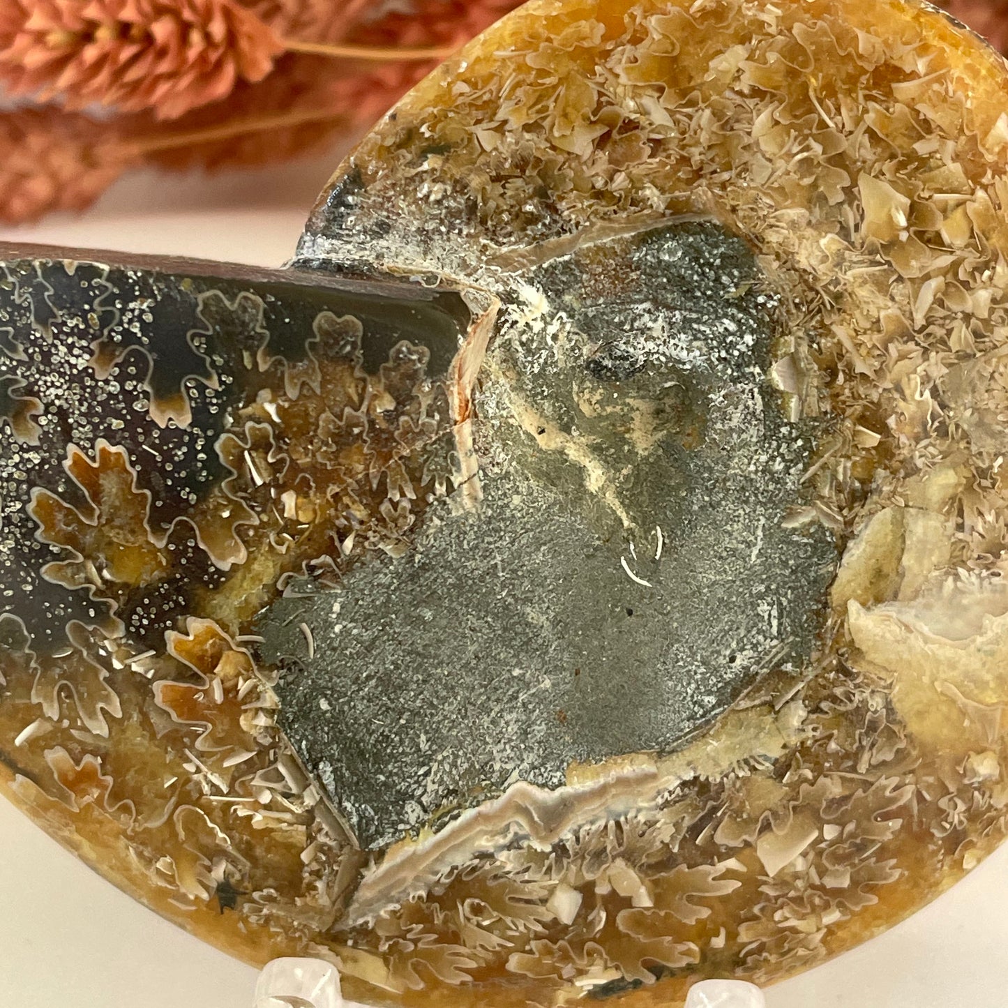Ammonite Conch Fossil 115g